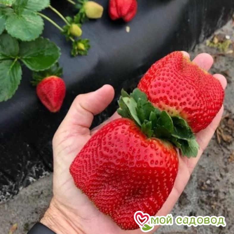 Клубника Кисс неллис