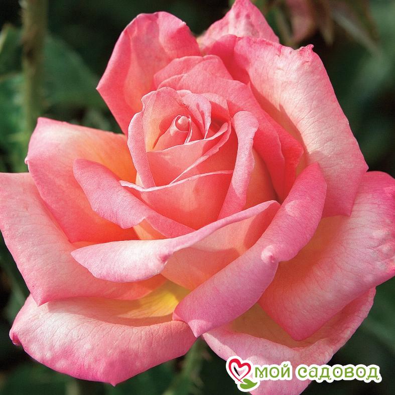 Роза ЧАЙНО-ГИБРИДНАЯ Рафаэлло