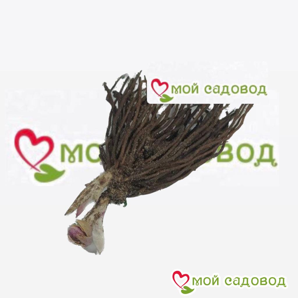 Морозник восточный Дабл Эллен Пёрпл